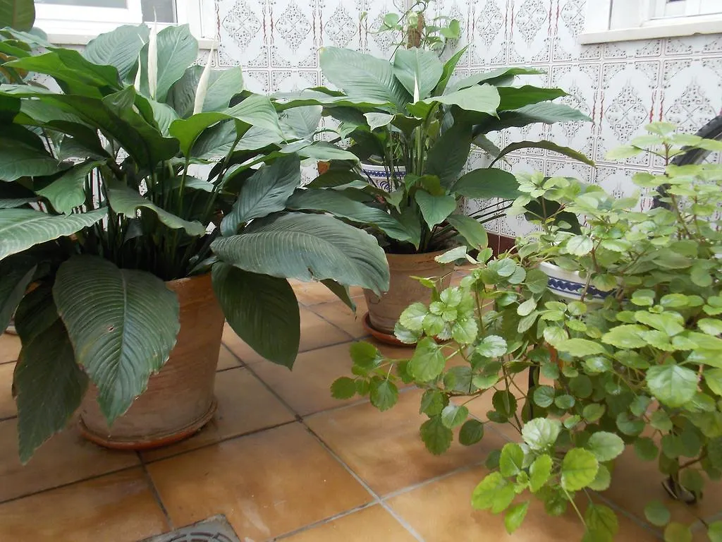 ** Guest house Pension La Palma El Puerto de Santa Maria Spain